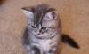 Умная ласковая мраморная кошечка недорого превью 1103857.