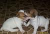 Щенки Джек Рассел Терьер превью 1104279.