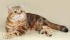 Золотая мраморная кошечка и котик превью 1104591.
