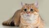 Британский котик золотая шиншилла превью 1104720.