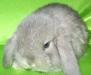 Кролик вислоухий баран превью 1104822.
