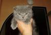 Скоттиш-фолд  мальчик превью 1105374.