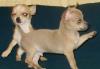 Чихуахуа редких окрасов.Питомник  РКФ превью 1106028.