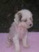 Продаю Щенка Китайской хохлатой превью 1106528.