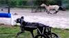 Превью Коляска для животных Москва - 4