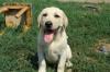 Щенки Лабрадора превью 1108124.