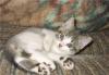 Котенок  от тайской кошки - в дар превью 1108302.