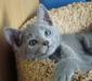 Котенок породы русская голубая превью 1108662.