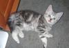 Продаю котят превью 1108734.