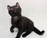 Котёнок 2.5 мес. в дар. в добрые руки превью 1109116.