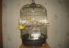 Продам клетку для птиц  Dolly золот 1000руб превью 1109121.
