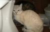 Отдам в хорошие руки кошек и котенка превью 1109340.