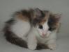 Пушистое облачко, девочка Тая, котенок 2 месяца в превью 1109424.