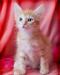 Маленький Рыжик - очаровательный котенок в дар превью 1109797.