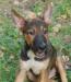 Немецкой овчарки метис в дар. Рем ждет превью 1109819.