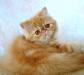 Персидская кошечка венди - рыженькая превью 1109885.