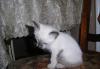 Превью Сиамский котёнок - несчастный ребёнок Нижний Новгород - 1