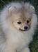 Шпиц померанский щенок превью 1110177.