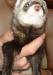 Отдам хорька в хорошие руки превью 1111148.