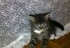 Отдам котенка превью 1111630.