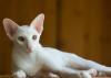Ориентальный белый котик превью 1111780.