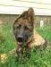 Немецкая овчарка щенок сука для выставок превью 1111931.