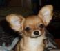 Девочка чихуахуа превью 1110201.