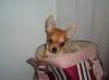 Девочка-красавица чихуахуа 17 000 р превью 1112091.