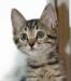Маленький глазастенький полосатый котенок в дар превью 1112259.