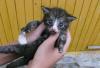 Котенок в добрые руки превью 1112955.