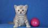 Превью Британская девочка лиловая серебристая Москва - 3
