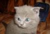 Превью Прдам котят Нижний Новгород - 1