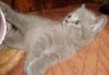 Превью Прдам котят Нижний Новгород - 3