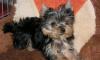 Щенки йорка от чемпиона России не дорого превью 1114518.