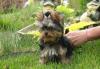 Щенки йоркширского терьера превью 1114726.