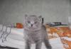 Британские котята превью 1110561.