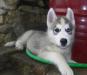 Щенки хаски. Готовы дружить с Вами превью 1115207.