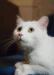Ласковая белая кошечка ищет дом превью 1115597.