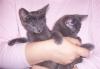 Подрощенные сиамские котята превью 1115965.