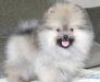 Померанский Шпиц - Очаровательная Крошка превью 1116359.