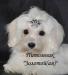 Белоснежные щенки Мальтезе превью 1110753.