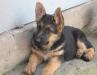 Щенки немецкой овчарки от 1.5 до 5 мес превью 1117045.