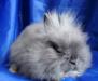 Карликовые ангорские крольчата разных окрасов превью 1117340.