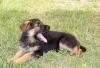 Красивейший щенок метис немецкой овчарки в дар превью 1117472.