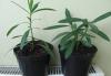 Превью Олеандр -розовый, махровый Москва - 4