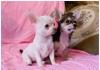 Щенки чихуахуа превью 1118050.
