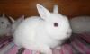 Кролики. Белые голубоглазые карликовые лисы превью 1118183.