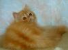 Персидские котята-рыжики-ваш шанс на счастье превью 1119089.
