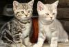 Британские Мраморные котята превью 1119937.