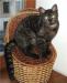 Котик потрясающего окраса "чёрный дым" в дар превью 1119960.